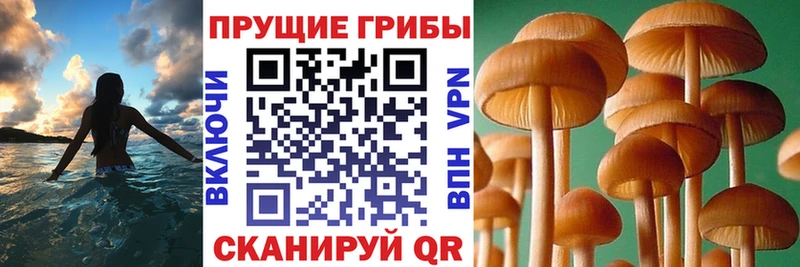 Псилоцибиновые грибы Psilocybe  купить наркотики сайты  кракен зеркало  Буйнакск 